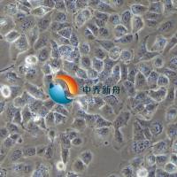 NCI-H23 人非小细胞肺癌细胞