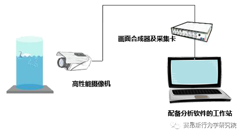 动物行为学实验之强迫游泳实验