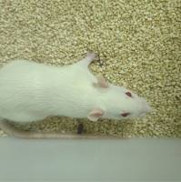 过氧化氢诱导动物模型