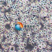 mo7e人巨细胞白血病细胞