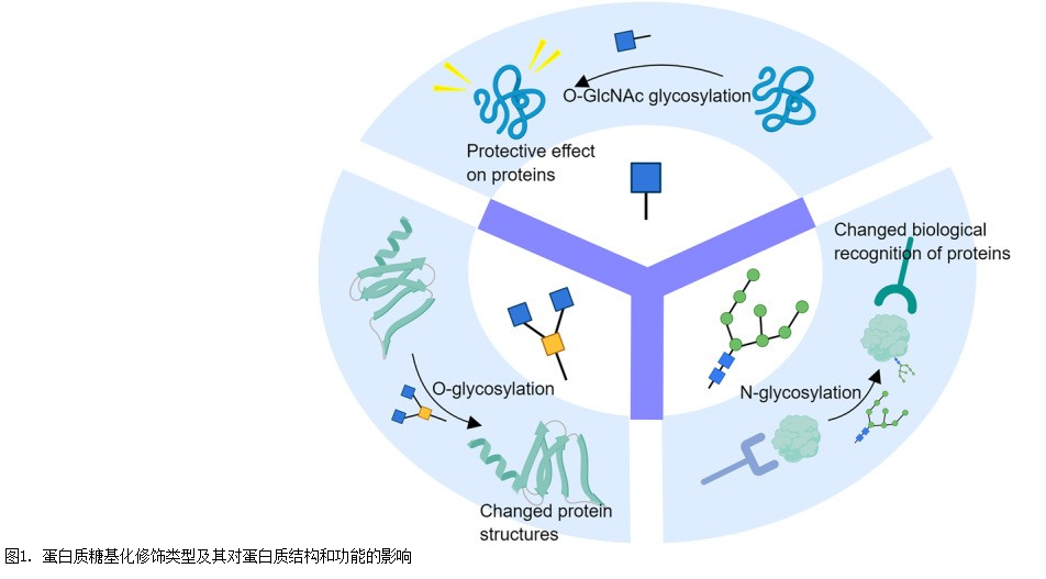 国自然研究热点解析|“O-GlcNAc糖基化修饰