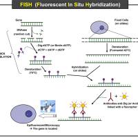 DIG原位杂交探针设计