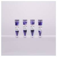 非还原变性蛋白上样缓冲液(5×)