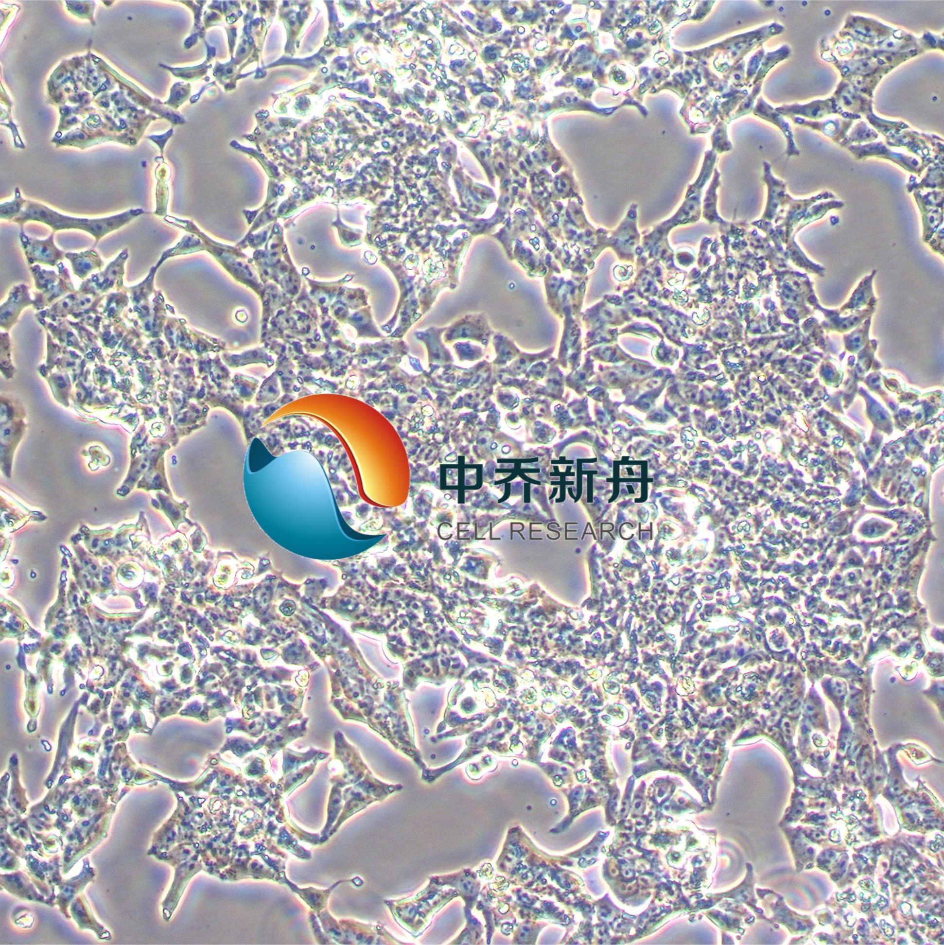 LK-2人肺腺癌细胞
