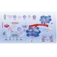 包载阿霉素DOX的MoS2纳米复合物被肿瘤细胞膜(CM)包裹