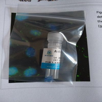 包含氧化还原酶的WW域产品图