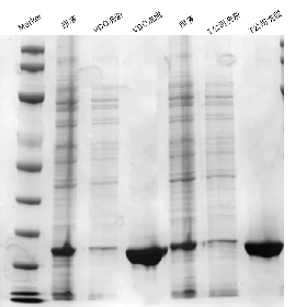 Ni-NTA琼脂糖磁性微球