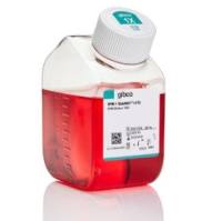 Gibco 含有 GlutaMAX 添加剂的 RPMI 1640 培养基