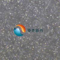 ID8小鼠卵巢上皮癌细胞