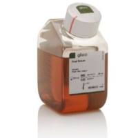 Gibco™ 山羊血清，新西兰来源