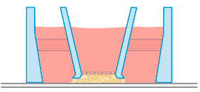 ibidi 3D 细胞培养微插件玩转指南