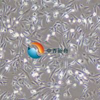 HBEC-5i人大脑内皮细胞