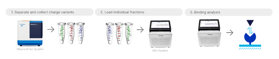 MauriceFlex 新应用 | 联合 SPR 揭秘双特异性抗体电荷结构与功能的关联