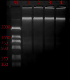 植物基因组DNA提取试剂（磁珠法、不离心）