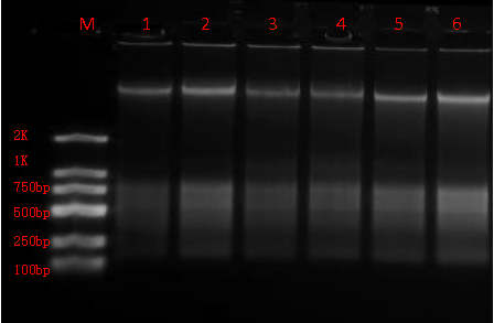 植物基因组DNA提取试剂（磁珠法、不离心）