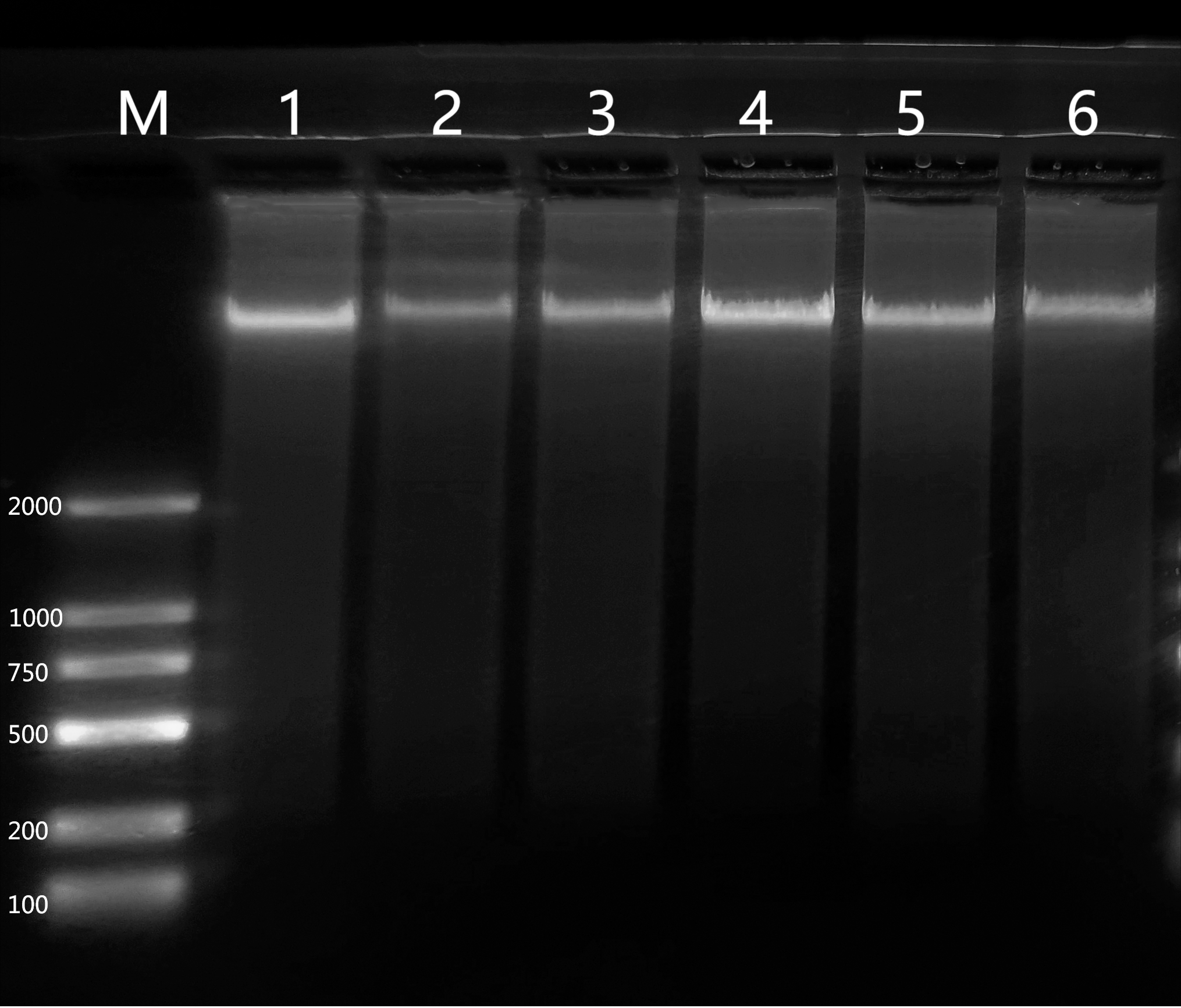 植物基因组DNA提取试剂（磁珠法、不离心）