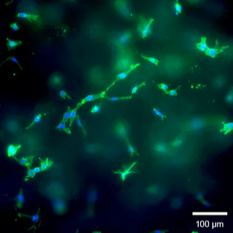 ibidi 3D 细胞培养微插件（Micro-Insert 3D）简介