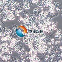 SUIT-2人胰腺癌细胞