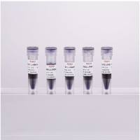 非变性蛋白上样缓冲液(5×)