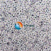 T2人淋巴母细胞