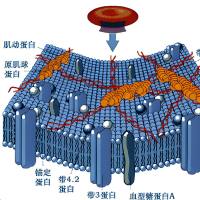 包载吲哚菁绿ICG和藤黄酸GA的牛血清白蛋白纳米粒被红细胞膜包裹
