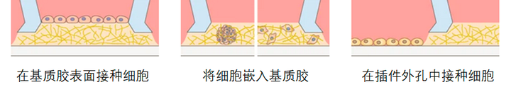 ibidi 3D 细胞培养微插件（Micro-Insert 3D）简介