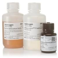 Invitrogen™  eBioscience™ Foxp3/转录因子流式固定破膜缓冲液