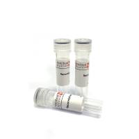 Anti-Perennial ryegrass Lol p 2/LolPII Polyclonal Antibody（多克隆抗体）