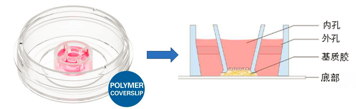 ibidi 3D 细胞培养微插件玩转指南