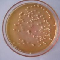 CMCCB26069 表皮葡萄球菌染菌载体（钢片）