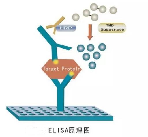 评估ELISA实验是否重做判断指标