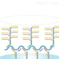 FAM原位杂交探针设计