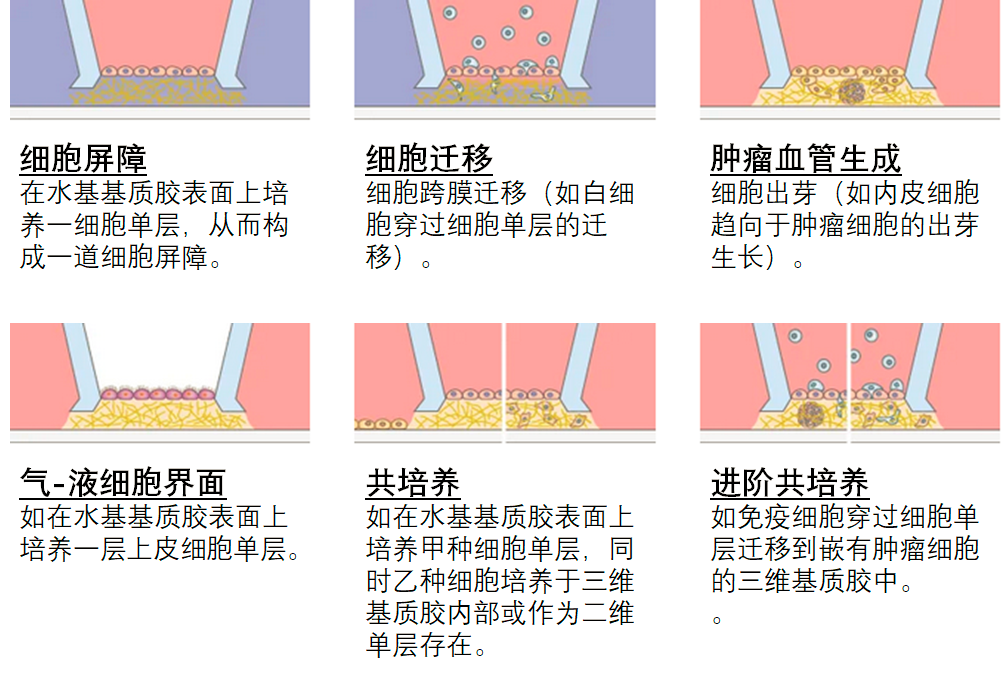 ibidi 3D 细胞培养微插件（Micro-Insert 3D）简介