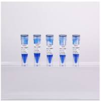 Tricine蛋白上样缓冲液(2×)-25ml