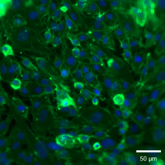ibidi 3D 细胞培养微插件（Micro-Insert 3D）简介
