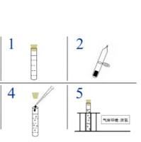 CICC22376 球形芽孢杆菌染菌载体（钢片）