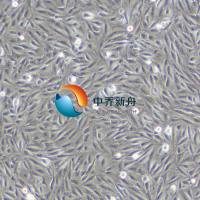 THLE-2 人肝永生化细胞