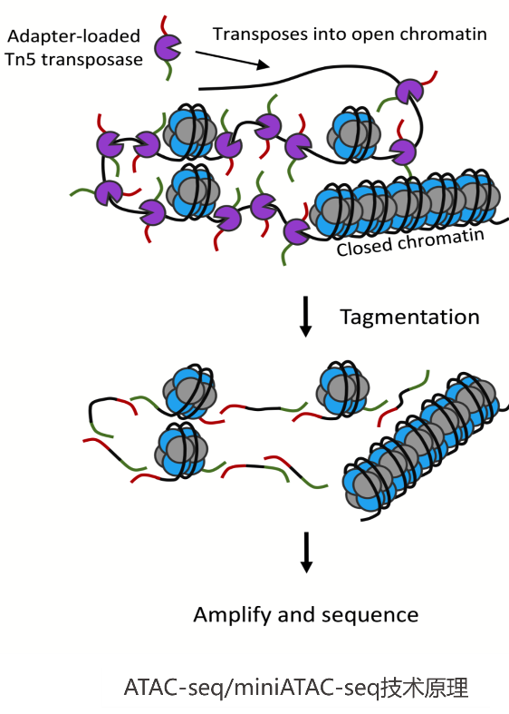 ATAC-seq（mini ATAC-seq）