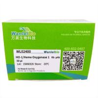 HO-1/Heme Oxygenase 1