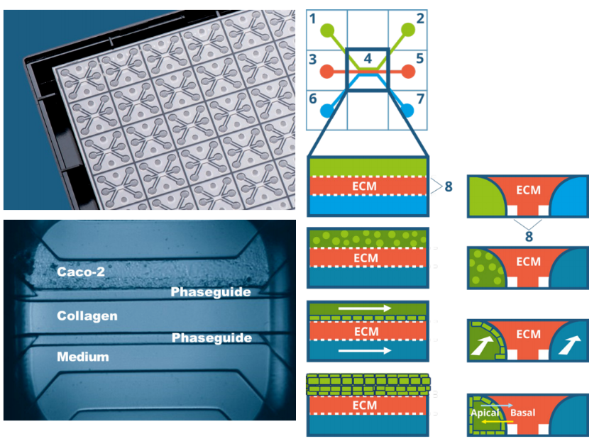 解决方案 | 如何快速进行肠道屏障功能检测