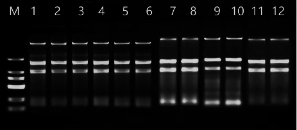 真菌DNA/RNA提取试剂（磁珠法）