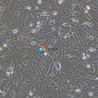 SVG p12人脑星形胶质细胞