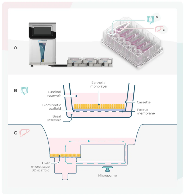 在双器官芯片中，肠-肝的设置