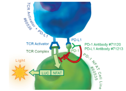 PD-1/NFAT报告基因-Jurkat重组细胞系超值促销火热来袭！