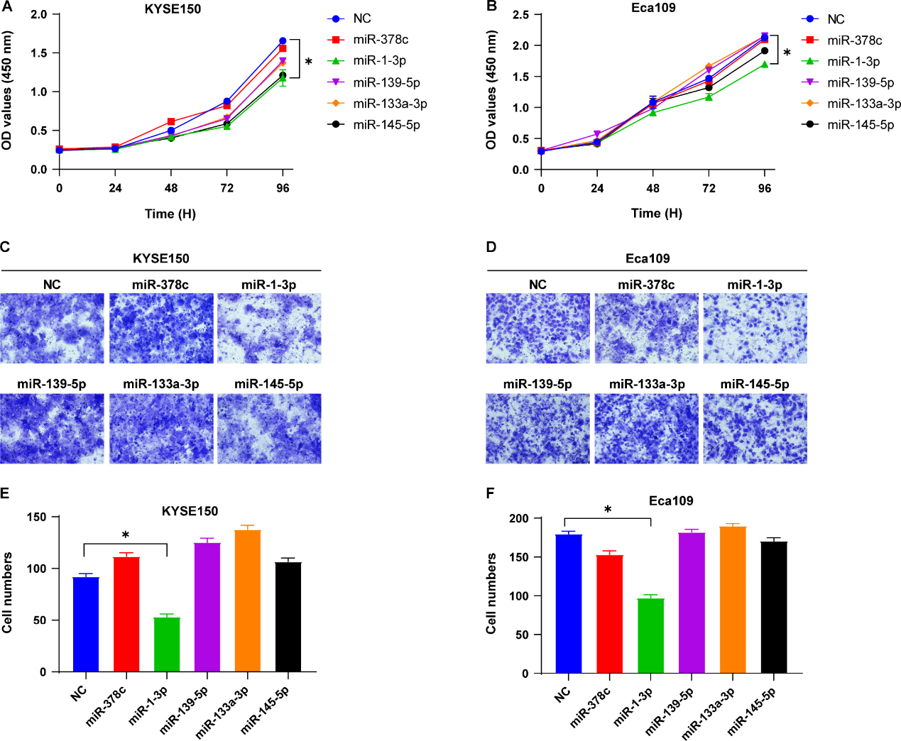 细胞增殖、迁移 细胞增殖、迁移