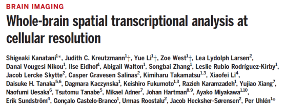 Science | 组织透明化结合原位杂交实现细胞分辨率全脑空间转录分析