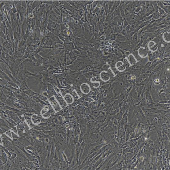 小鼠颌骨骨髓间充质干细胞/免疫荧光鉴定