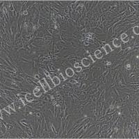 小鼠颌骨骨髓间充质干细胞/免疫荧光鉴定