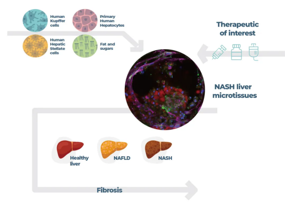 使用肝芯片模型产生类似NASH的表型