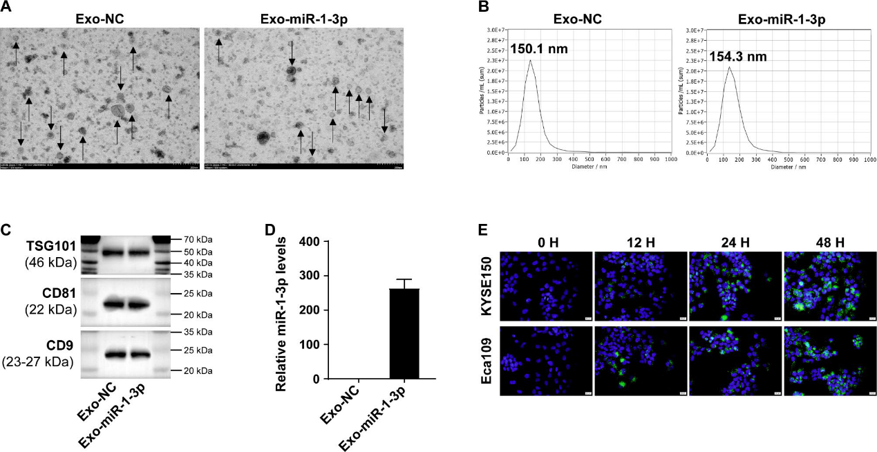 外泌体鉴定 外泌体鉴定